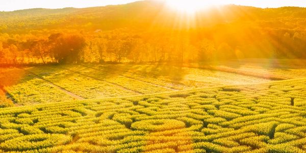Sun shining over a field with a maze pattern.