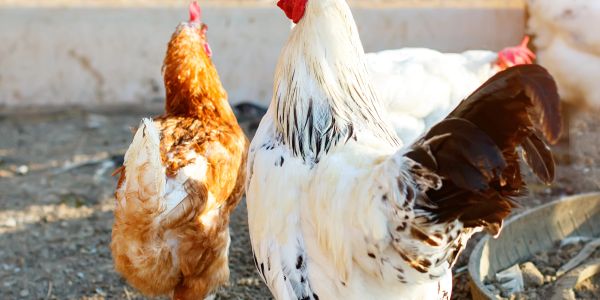 Two chickens, one white and one brown, standing outdoors on dirt ground.
