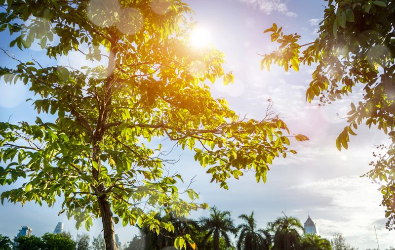 Green trees during the morning sunrise in the park.