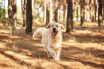 Golden retriever running happily in a forest.