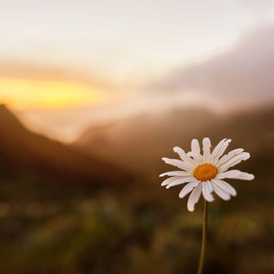 Sharon Nicholson, online trauma therapist UK

Brainspotting - anxiety, trauma, depression, 