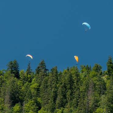 Parapentes sobre un bosque verde bajo un cielo azul.