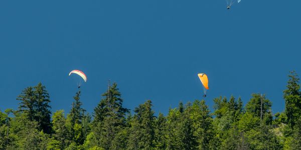 Two paragliders soar above a lush green forest under a clear blue sky.
