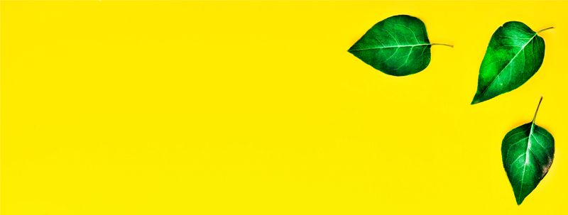Style minimalism. Green leaves on a yellow background.