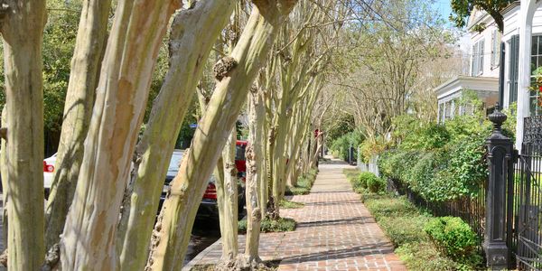 well maintained landscaping with paver walkway