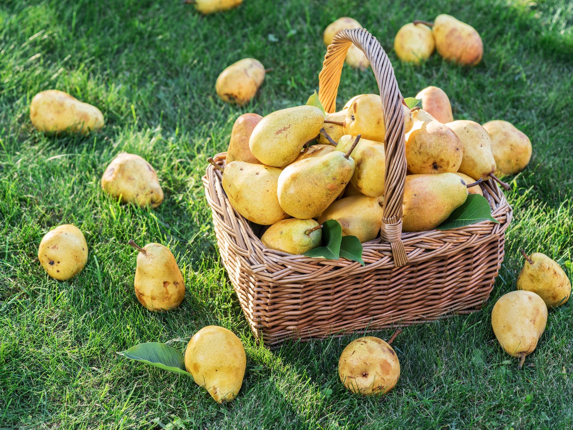 fresh saffron harvest with a fresh golden Pear.