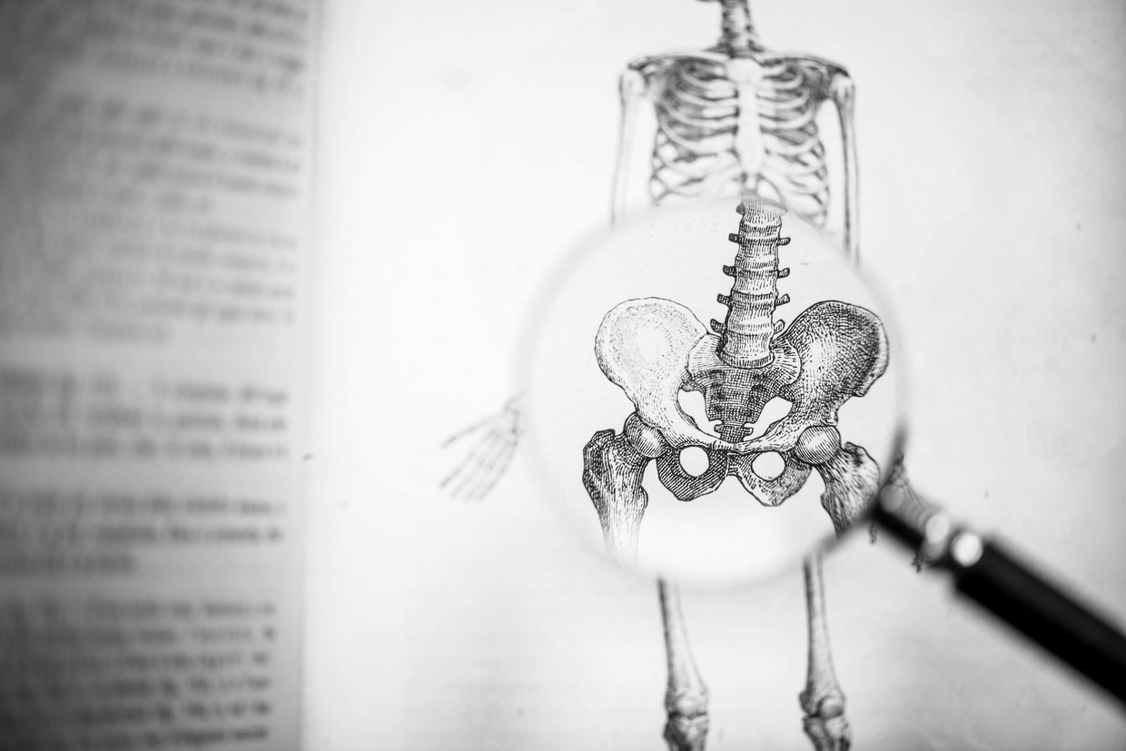 Magnifying glass highlighting pelvis in skeleton illustration.