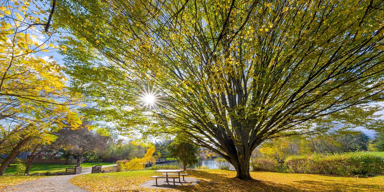 Overview of a tree in a park in Washington County, Oregon