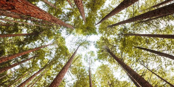 Grounded, nature-centered environment supporting psilocybin services in Oregon