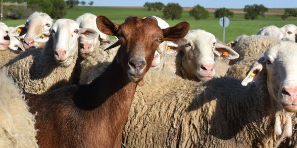 A brown goat standing among white sheep in a sunny pasture.