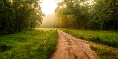 A serene dirt path winding through lush green forest at sunrise.