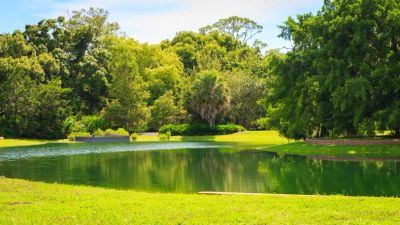 A serene pond surrounded by lush green trees and grass under a clear sky.