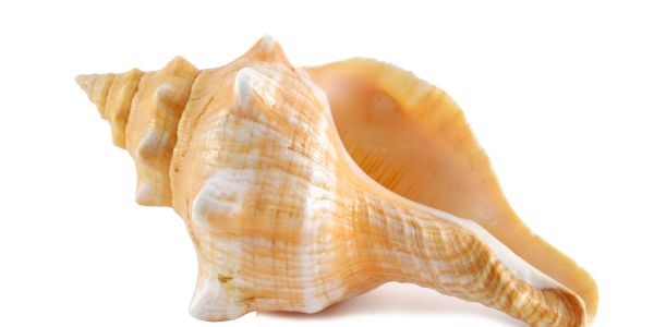 A beige conch shell on a white background.