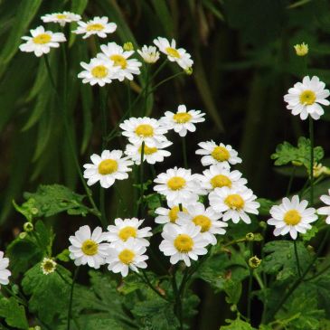Cluster of white daisies with yellow centers.