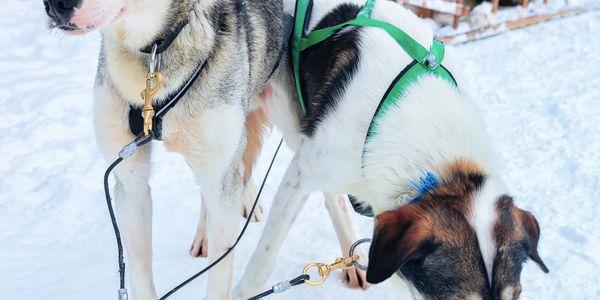Two huskies with harnesses in snowy outdoor setting.