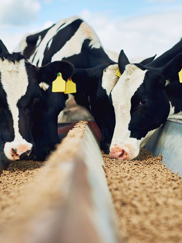 Black and white cows eating feed from a trough outdoors.