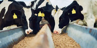 Cattle eating vitamin-enriched feed at a trough.
