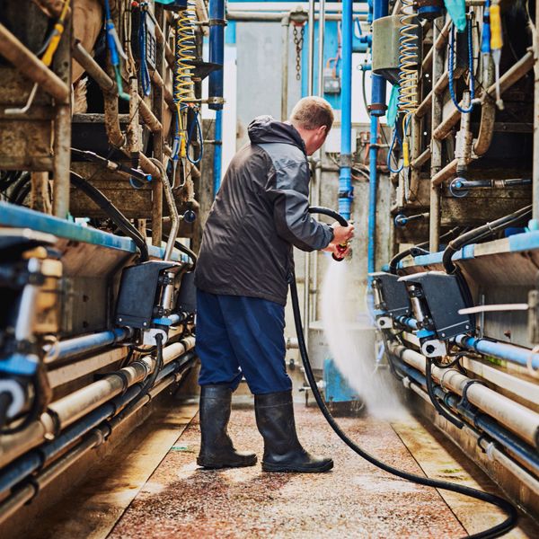 A worker cleans a milking parlor with a hose.