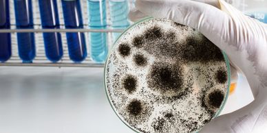 Gloved hand holding petri dish with black mold colonies, test tubes with blue liquids in background.