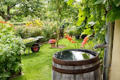 Garden with greenery and a water barrel.