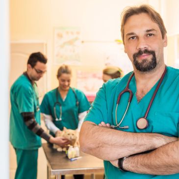 Equipo veterinario atendiendo a un gato en clínica.