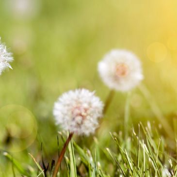 Paz y Armonía todo es perfecto como es..