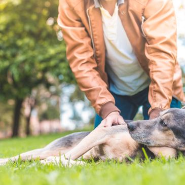 Canine First Aid Courses in West Cheshunt Hertfordshire and North London