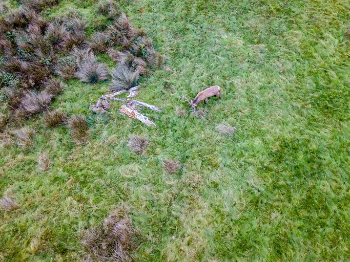 Aerial image of the deer in a field