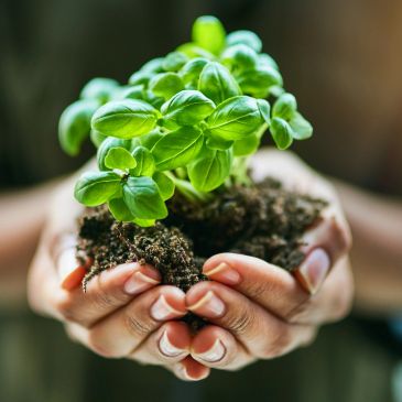 Hands holding a small green plant with soil.