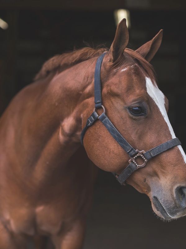 vitamin c for stifle horse