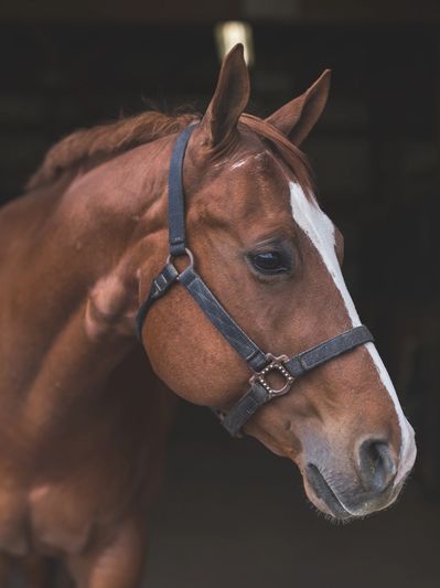 Close-up of a brown horse with a white stripe on its face inside a stable.