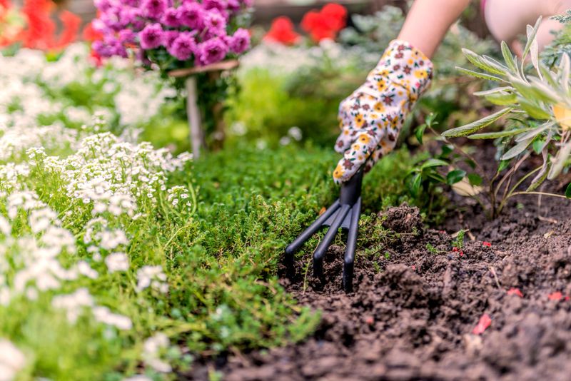 Woman hand planting a beautiful, green leaved plant on a natural, soil background, low angle view. Gardeners hands planting flowers with small rake in a garden during bright summer day.