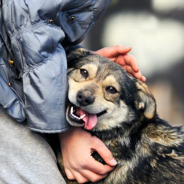 Happy dog being lovingly hugged and petted by a person.