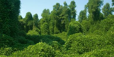 Dense green vines covering trees completely under a clear blue sky.