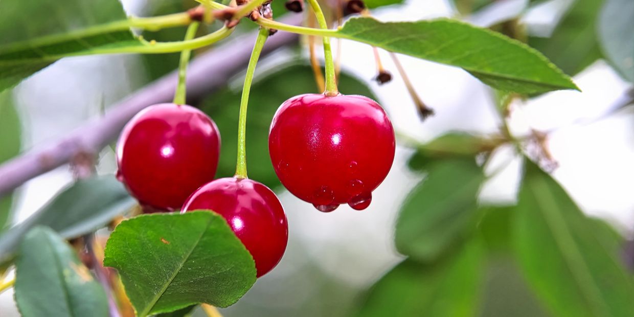 Cherry Drying Service