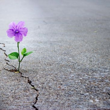 A purple flower grows through a crack in concrete.