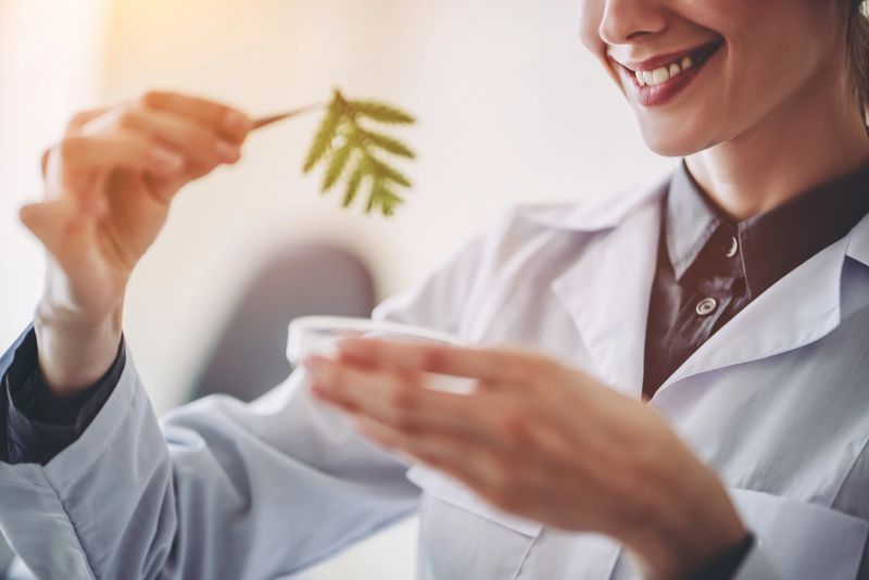 Cropped image of experienced female scientist is working in laboratory. Doing investigations with leaves and Petri dish. Making biological discovering. Genetic engineering. Biochemistry, biotechnology, cloning.