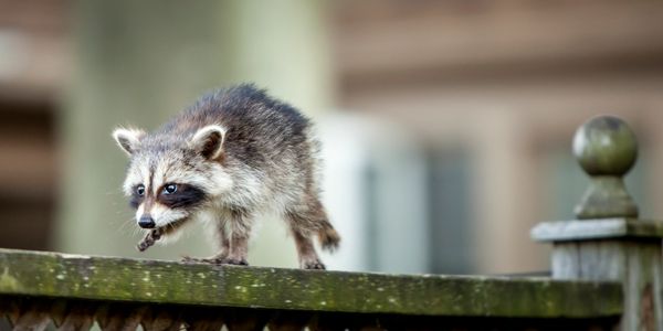 A raccoon cautiously walks on a wooden fence outdoors.