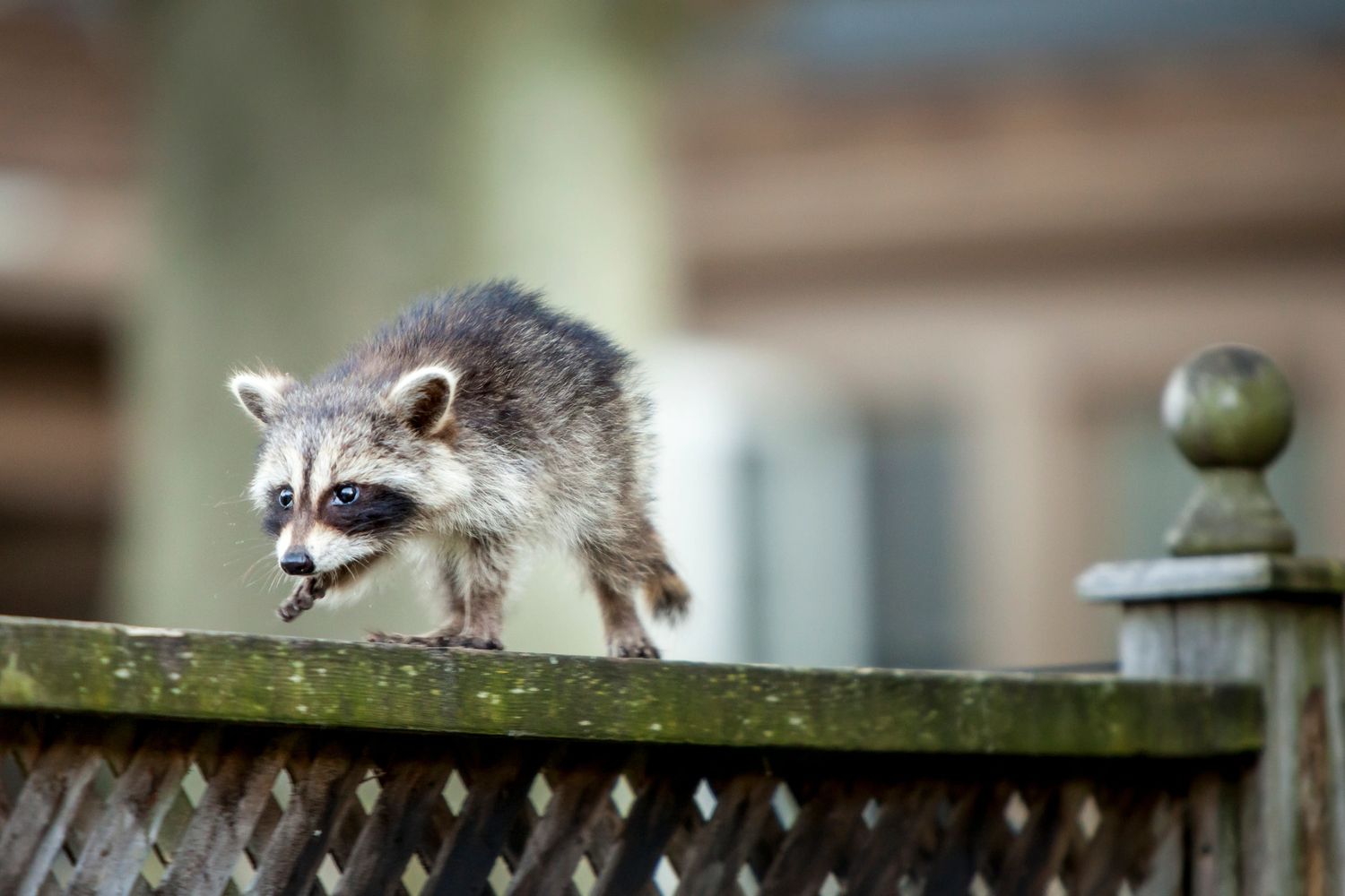 Raccoon walking on top of a fence