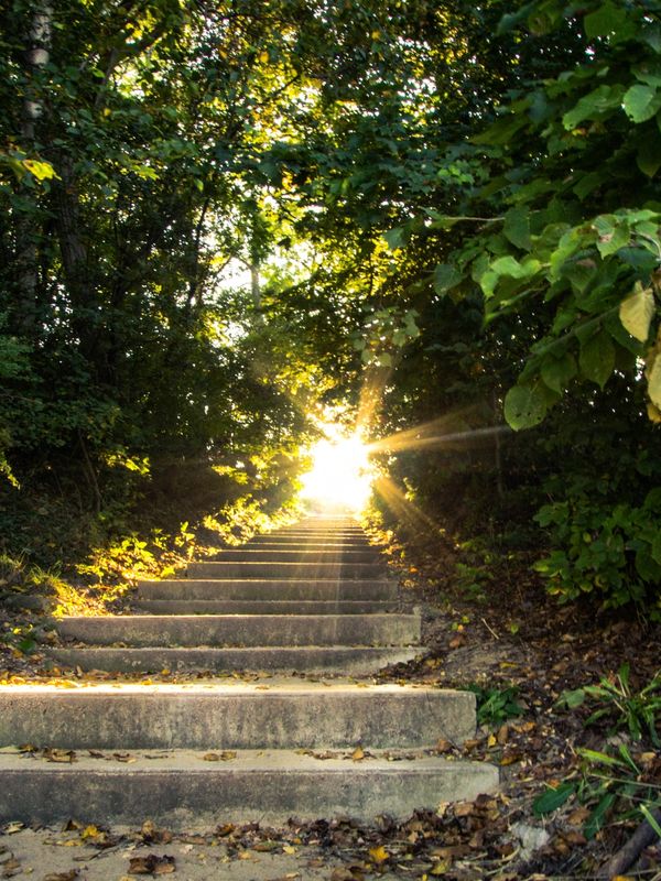 Sunlight shines through trees onto a stairway in a forest.
