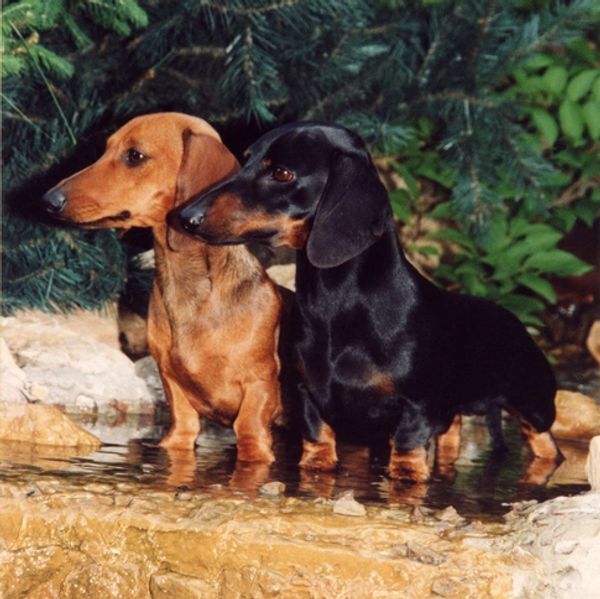 Two dachshunds, one brown and one black, standing in shallow water near greenery.