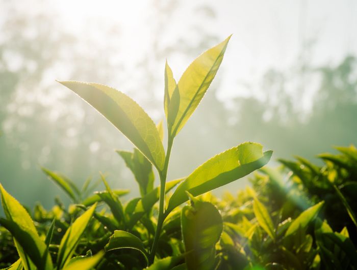 Sunlight filters through fresh green tea leaves in a serene garden.
