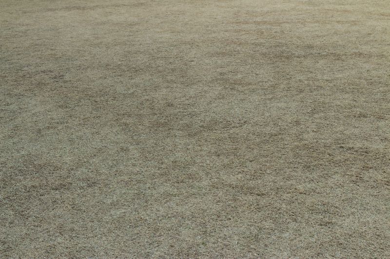 Lawn for background or texture