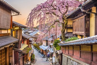 Photo of Japanese architecture with a cherry blossom tree in bloom.
