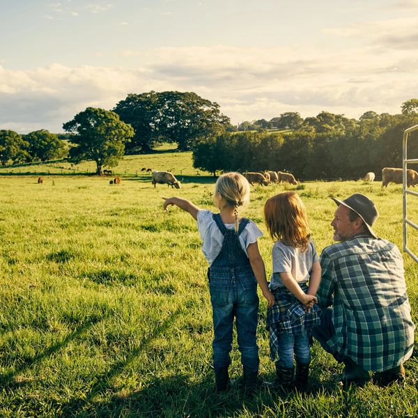 Two children and a man observing cows in a sunny pasture.