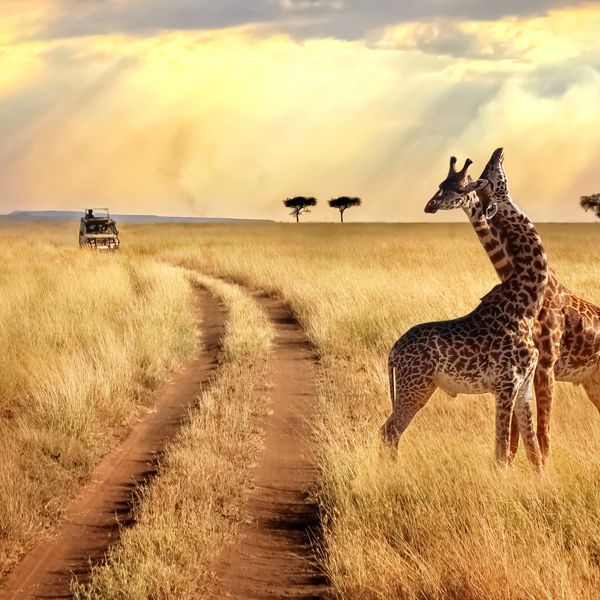 Two giraffes stand beside a dirt path in a golden savannah with a safari vehicle approaching.