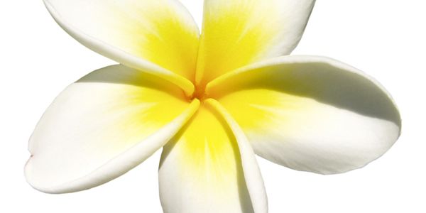 Close-up of a white and yellow plumeria flower.