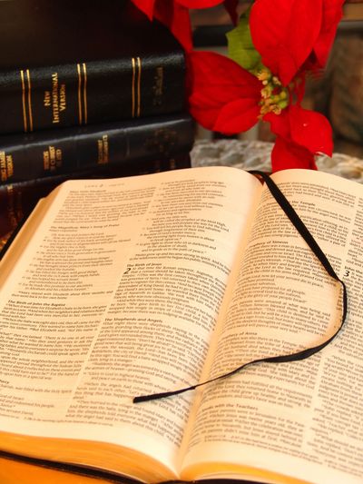 Open Bible with a black ribbon bookmark and red poinsettia flowers.