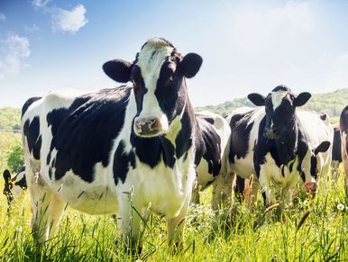 Dairy bagged feed for sale in Ohio