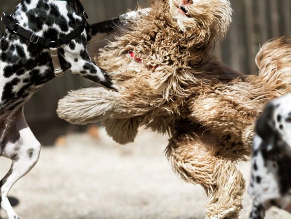 Two playful dogs, a Dalmatian and a curly-haired dog, joyfully interact outdoors.